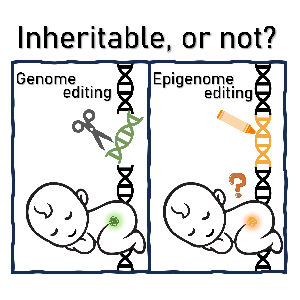 Potential Inheritable Effects and Ethical Considerations of Epigenome Editing