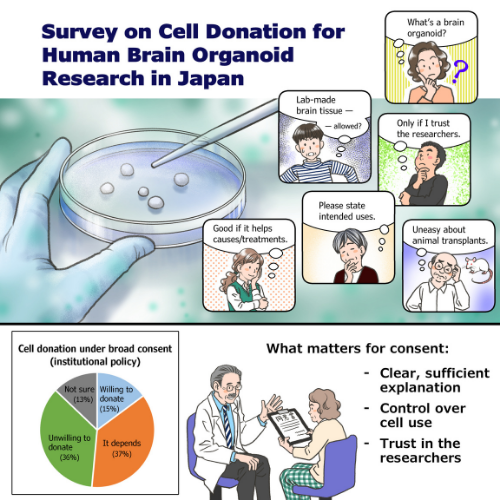 Japanese public show major reservations to cell donation for human brain organoid research